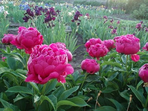 Видео: Цветы. Пионы травянистые в моём саду.Цветение пионов травянистых в этом сезоне