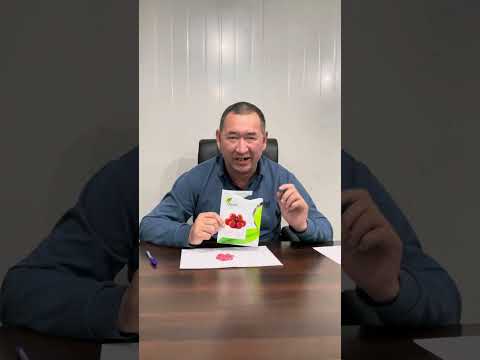 Видео: Томат Максимус F1 от компании Agrocrops.kz