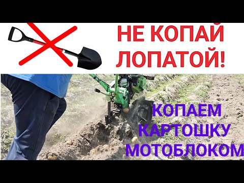 Видео: Мотоблок в деле: копаем картошку без усилий . 