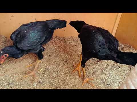 Видео: Тозза зотлар сотувда TEL...93-604-52-52