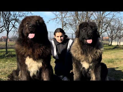 Видео: ФЕРМА КАВКАЗСКИХ ОВЧАРОК С СОБАКАМИ-ЧЕМПИОНАМИ