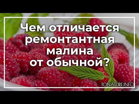 Видео: Чем отличается ремонтантная малина от обычной? | toNature.Info