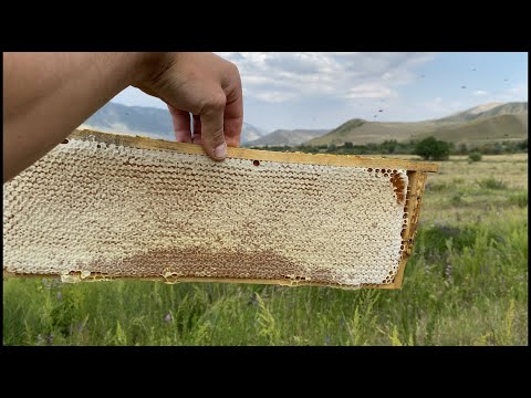 Видео: Как мы качаем мёд. Прямо в поле. Такого ещё не было. 27 июля 2021 год. Пчела укусила в лоб.