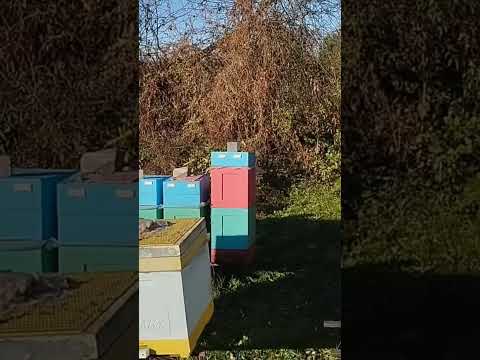 Видео: Осень тепло, пчелки летают#пчёлы #bee #пчеловодство #beekeeper #пчеломатки #honey #beekeeping