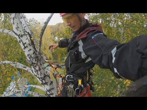 Видео: Спил берёзы в СНТ "Проектировщик" близ ОП 38км Новосибирской области - музыкальная версия