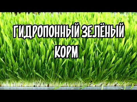 Видео: ГИДРОПОННЫЙ ЗЕЛЕНЫЙ КОРМ