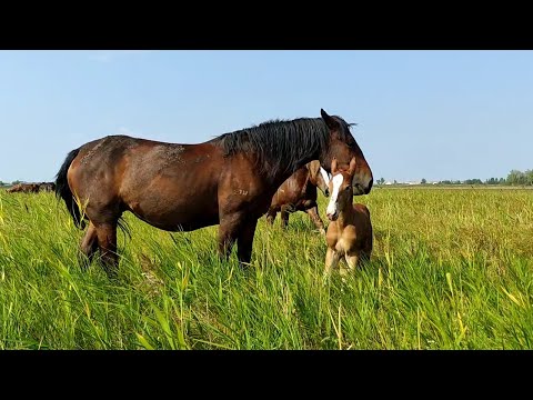 Видео: Ожеребилась кобыла Машка. Большой обзор.