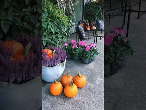 Видео: Осень нашлась здесь  #autumnvibes #tallinn