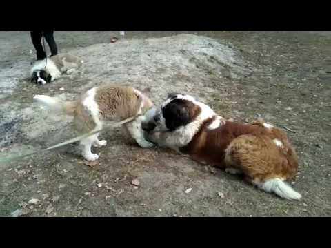 Видео: Комплекс сидеть, лежать, стоять. Московская сторожевая, щенок.