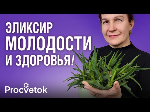 Видео: ЛЕКАРСТВО, КОТОРОЕ РАСТЕТ В КАЖДОМ ДОМЕ: поможет при гастрите, кашле, ожогах, а еще от морщин спасет