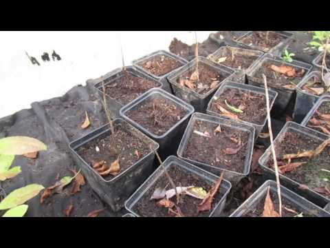 Видео: 2016г  Рододендроны осенью .