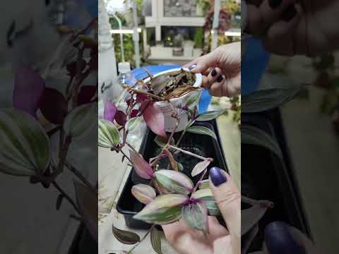 Видео: ТРАДЕСКАНЦИИ.ОБНОВЛЕНИЕ КОЛЛЕКЦИИ.🌿🍀🌿☘️#комнатныерастения #традесканция #обрезка #черенкование