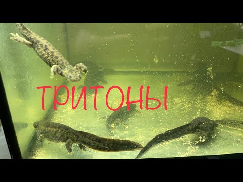 Видео: Аквариумные ТРИТОНЫ (испанские, иглистые).Коротко о содержании, кормлении, совместимости, разведении