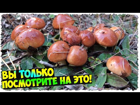 Видео: Маслята | Октябрь | Попал на поляну | Сбор грибов