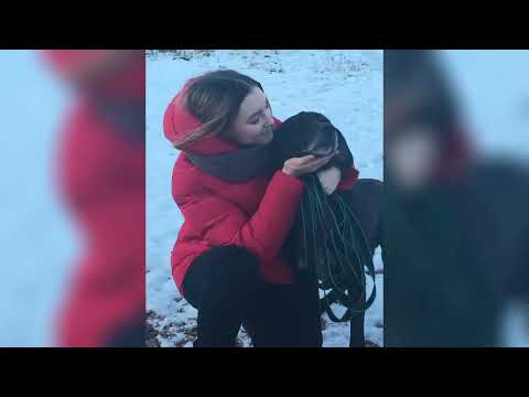 Видео: СОБАЧЬИ ИСТОРИИ, часть 1 от Марины Евдокимовой из Воркуты