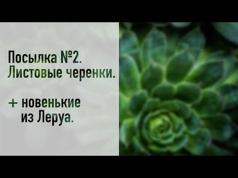 Видео: Посылка с суккулентами №2. Листовые черенки. + новенькие из Леруа