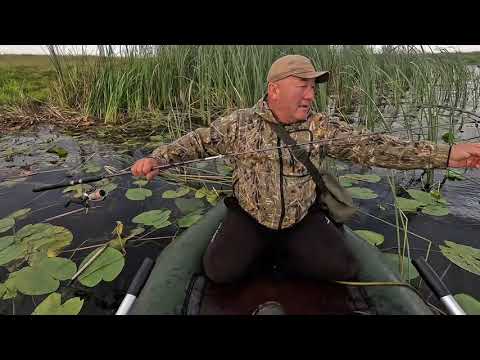 Видео: Охота на зубастую:щука атакует 