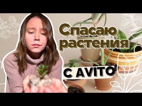 Видео: ЧТО можно ВЫЦЕПИТЬ на АВИТО за 500₽? 