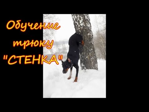 Видео: Как научить собаку ставить задние лапы на стену, или трюк "Стенка"