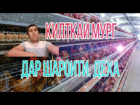 Видео: клетка мург