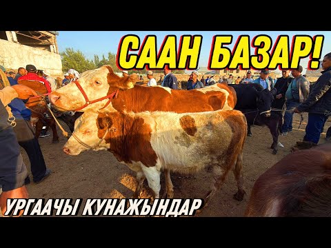Видео: СААН УЙЛАР КЫМБАТТАП КЕТИПТИРГОО 🤯 #байтв 