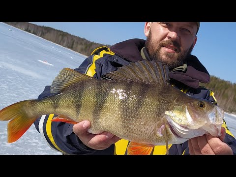 Видео: "СЕКРЕТНАЯ" ПРОВОДКА ЧЁРТИКА ДЛЯ ГИГАНТСКОГО ОКУНЯ. О ней никто не знает. ))))))