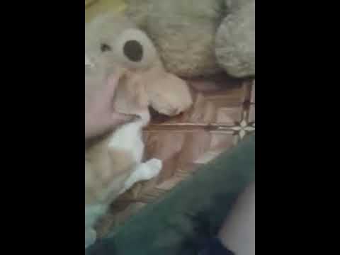 Видео: Мои любимчики мои няшки