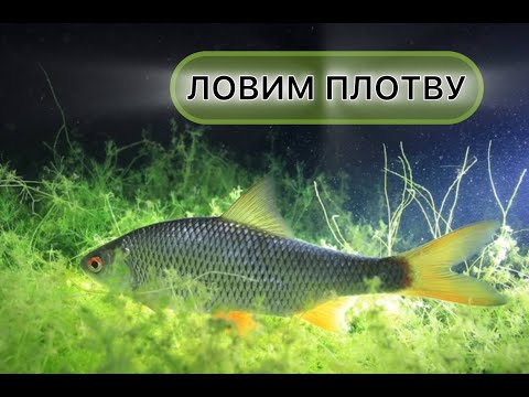 Видео: В ПОИСКАХ ОСЕННЕЙ ПЛОТВЫ. ФИДЕР ОТДЫХАЕТ, РАБОТАЮТ ПРУЖИНКИ. ПЛОТВА НА ДНЕПРЕ 2025 ОСЕНЬ