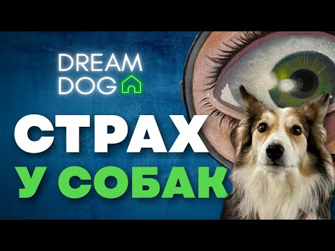 Видео: Щенок всего боится и лает? 🐶 Как справиться со страхом