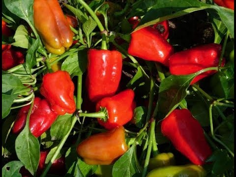 Видео: ПОСЕВ ПЕРЦА В ЛУЧШУЮ "УЛИТКУ" БЕЗ ЗЕМЛИ!