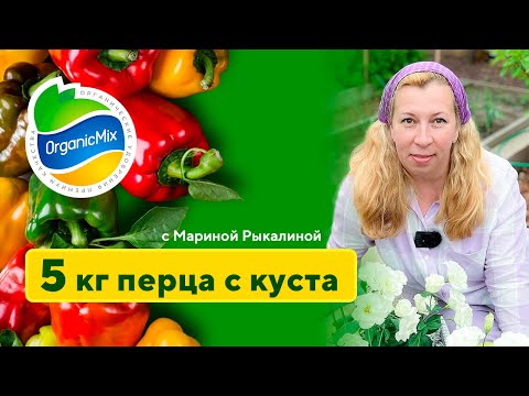 Видео: Как получить 5 килограмм перца с куста? Высадка перца. Томаты в теплице. Марина Рыкалина советует.