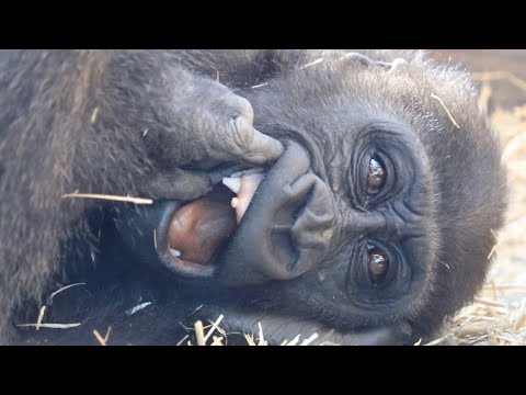 Видео: Горилла⭐️такая умная. Кинтаро понимает инструкции смотрителя зоопарка и показывает части тела.