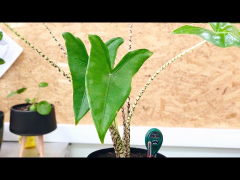 Видео: Алоказия Зебрина пересадка и уход за растением, pH грунта