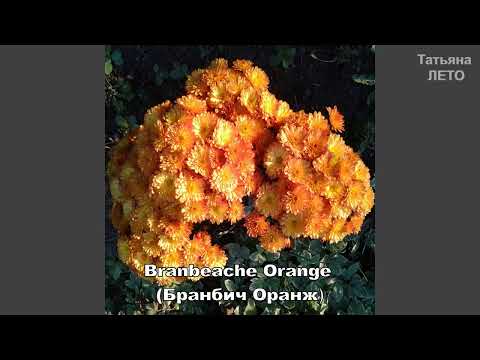 Видео: РАННИЕ СОРТА ХРИЗАНТЕМЫ МУЛЬТИФЛОРА.