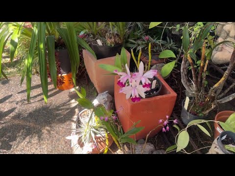 Видео: Гибриды Cattleya Intermedia. Сухая весна портит цветы орхидей