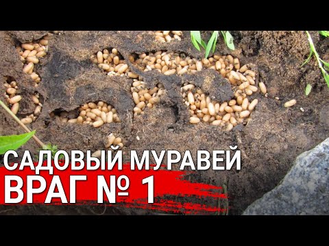 Видео: Садовый муравей - враг № 1