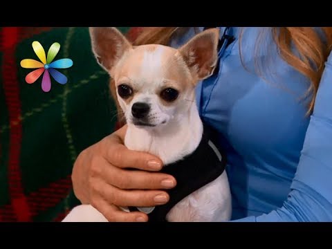 Видео: Гаджеты для выгула собак: тест драйв – Все буде добре. Выпуск 1106 от 17.10.17