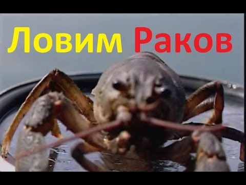 Видео: Диалоги о рыбалке -142 - Река Кура, способы ловли раков