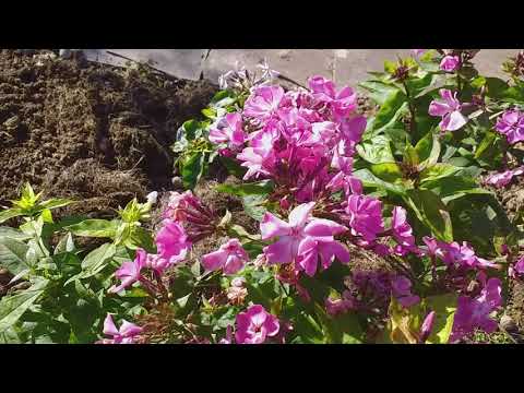 Видео: РОЗЫ из питомника "Вокруг роз" ОБЗОР весенних посадок