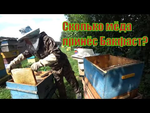 Видео: СКОЛЬКО ПРИНЁС МЁДА БАКФАСТ НА СТАЦИОНАРНОЙ ПАСЕКЕ, ОСМОТР ПО РАМОЧНО