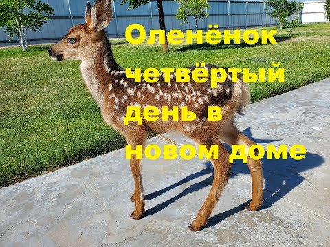 Видео: Оленёнок четвёртый день в новом доме