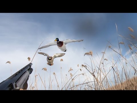 Видео: охота на уток на рассвете