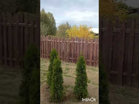 Видео: Минский зоопарк  лев Шерхан. 