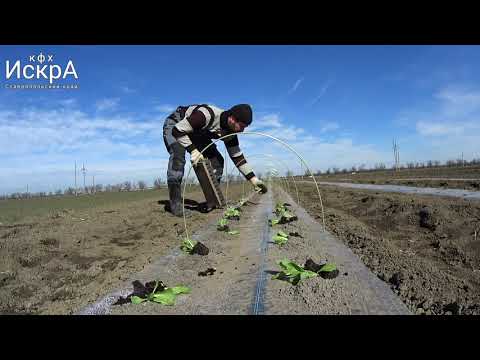 Видео: Высадка рассады ранней капусты в грунт. 6.03.19