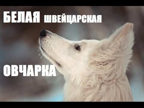 Видео: СОБАКА В ДОМЕ: БЕЛАЯ ШВЕЙЦАРСКАЯ ОВЧАРКА\\ч.2