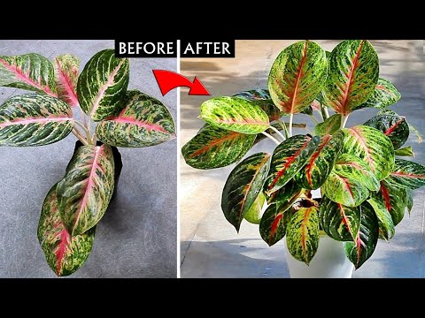 Видео: Мои СЕКРЕТЫ, как сделать аглаонему более кустистой!