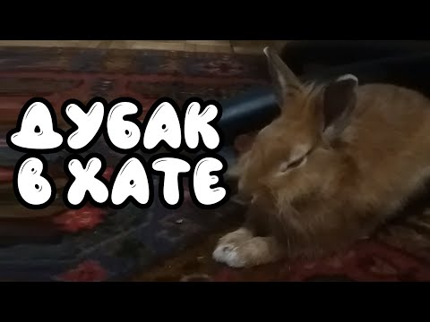 Видео: Дубак в хате