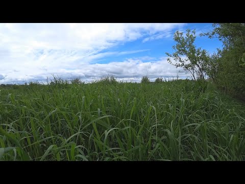 Видео: Голавль на воблеры на Оке в Орловской области