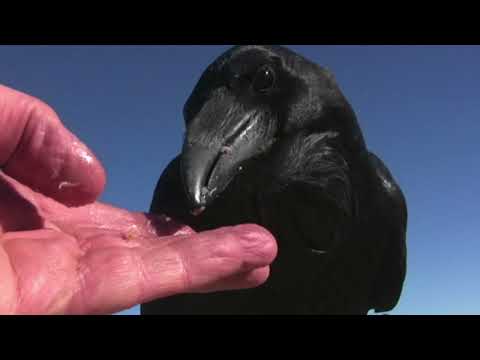 Видео: Год с воронами. Трейлер 2 — Хьюи