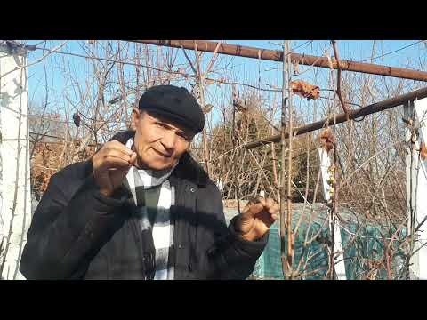 Видео: БОГЛАРНИ ТЕЖАМКОР УГИТЛАШ ВА ХАШОРАТИГА КАРШИ..